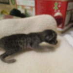 Savannah, F-4C,Male, BST, DOB 3-17-17