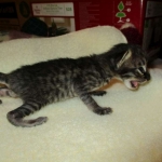 Savannah, F-4C,Male, BST, DOB 3-17-17