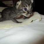 Savannah, F-4C,Male, BST, DOB 3-17-17