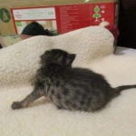 Savannah, F-4C,Male, BST, DOB 3-17-17