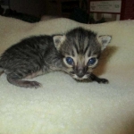 Savannah, F-4C,Male, BST, DOB 3-17-17