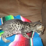 Savannah, F-4C,Male, BST, DOB 3-17-17