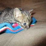 Savannah, F-4C,Male, BST, DOB 3-17-17