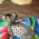 Savannah, F-4C,Male, BST, DOB 3-17-17