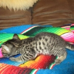 Savannah, F-4C,Male, BST, DOB 3-17-17