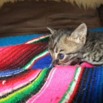 Savannah, F-4C,Male, BST, DOB 3-17-17