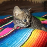 Savannah, F-4C,Male, BST, DOB 3-17-17