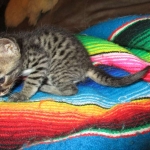 Savannah, F-4C,Male, BST, DOB 3-17-17