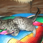 Savannah, F-4C,Male, BST, DOB 3-17-17