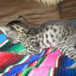 Savannah, F-4C,Male, BST, DOB 3-17-17