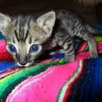 Savannah, F-4C,Male, BST, DOB 3-17-17