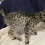 Savannah, F-4C,Male, BST, DOB 3-17-17