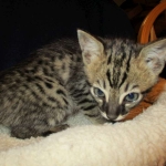 Savannah, F-4C,Male, BST, DOB 3-17-17