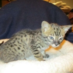 Savannah, F-4C,Male, BST, DOB 3-17-17