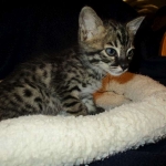 Savannah, F-4C,Male, BST, DOB 3-17-17