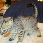 Savannah, F-4C,Male, BST, DOB 3-17-17