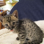 Savannah, F-4C,Male, BST, DOB 3-17-17