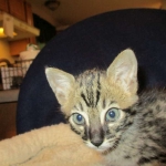 Savannah, F-4C,Male, BST, DOB 3-17-17