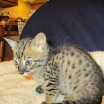 Savannah, F-4C,Male, BST, DOB 3-17-17