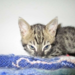 Savannah, F-4C,Male, BST, DOB 3-17-17