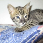 Savannah, F-4C,Male, BST, DOB 3-17-17