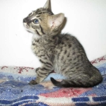 Savannah, F-4C,Male, BST, DOB 3-17-17