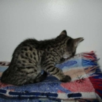 Savannah, F-4C,Male, BST, DOB 3-17-17