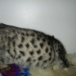 Savannah, F-4C,Male, BST, DOB 3-17-17