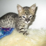 Savannah, F-4C,Male, BST, DOB 3-17-17