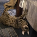 Te Kah, Savannah, F-4C,Male, BST, DOB 3-17-17