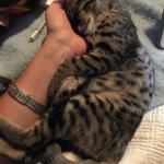 Te Kah, Savannah, F-4C,Male, BST, DOB 3-17-17