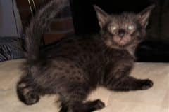 Savannah F-4SBT Black on BlackFemale DOB 2-14-20