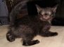 Savannah F-4SBT Black on BlackFemale DOB 2-14-20