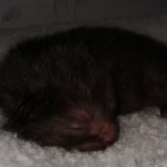 Savannah, F-4SBT, Black, female, DOB 2-14-20