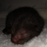 Savannah, F-4SBT, Black, female, DOB 2-14-20