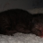 Savannah, F-4SBT, Black, female, DOB 2-14-20