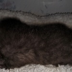 Savannah, F-4SBT, Black, female, DOB 2-14-20