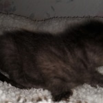 Savannah, F-4SBT, Black, female, DOB 2-14-20