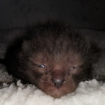 Savannah, F-4SBT, Black, female, DOB 2-14-20