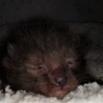 Savannah, F-4SBT, Black, female, DOB 2-14-20