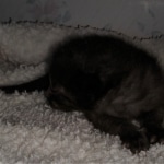 Savannah, F-4SBT, Black, female, DOB 2-14-20