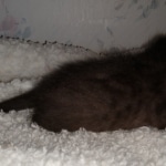 Savannah, F-4SBT, Black, female, DOB 2-14-20