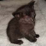 Savannah, F-4SBT, Black, female, DOB 2-14-20