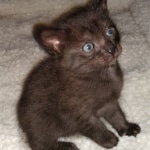 Savannah, F-4SBT, Black, female, DOB 2-14-20