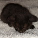 Savannah, F-4SBT, Black, female, DOB 2-14-20