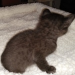 Savannah, F-4SBT, Black, female, DOB 2-14-20