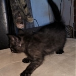 Savannah, F-4SBT, Black, female, DOB 2-14-20