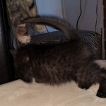 Savannah, F-4SBT, Black, female, DOB 2-14-20