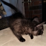 Savannah, F-4SBT, Black, female, DOB 2-14-20