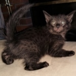 Savannah, F-4SBT, Black, female, DOB 2-14-20